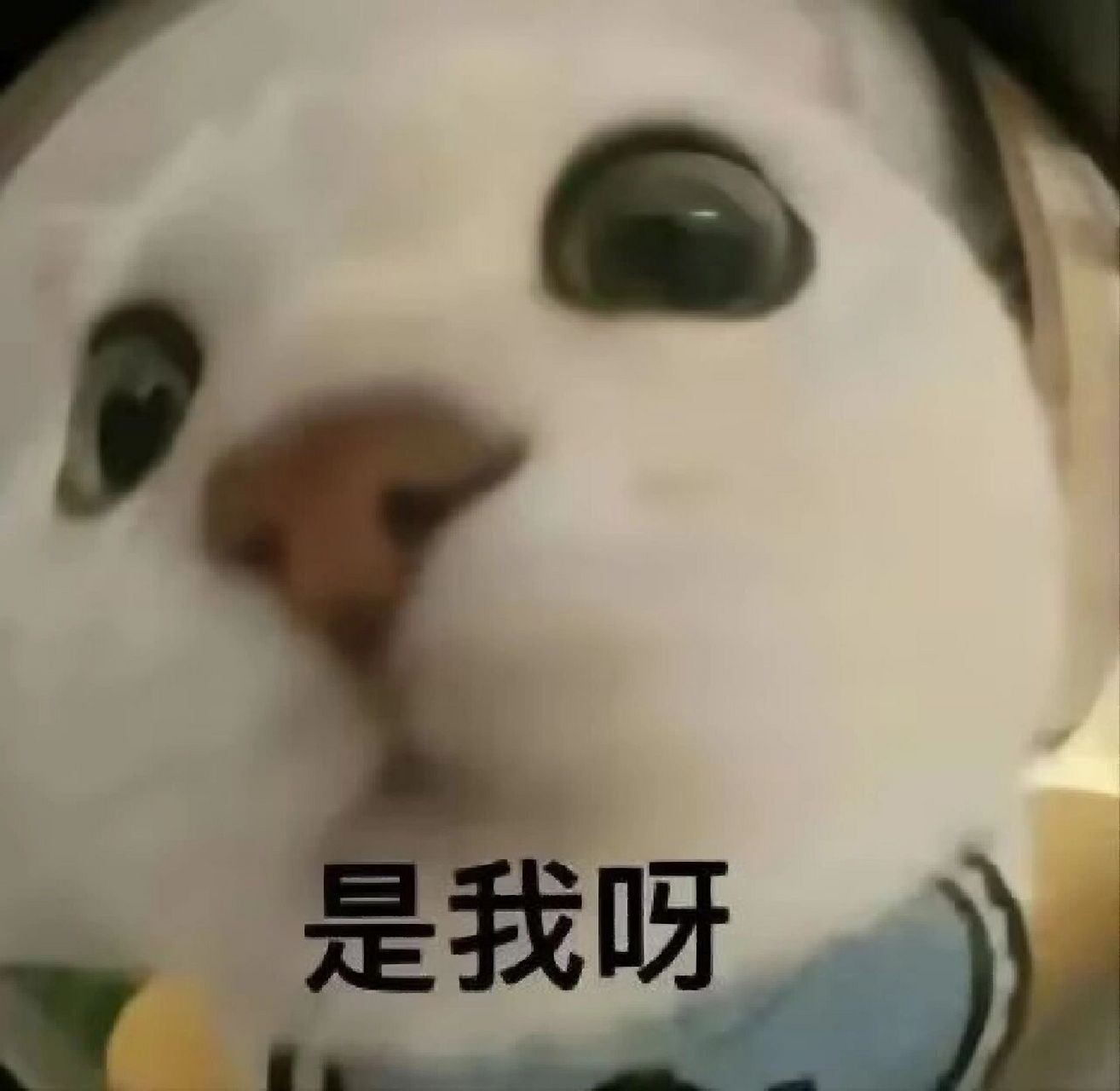 猫猫开门表情包～ 好可爱哈哈哈,还有几张发下条