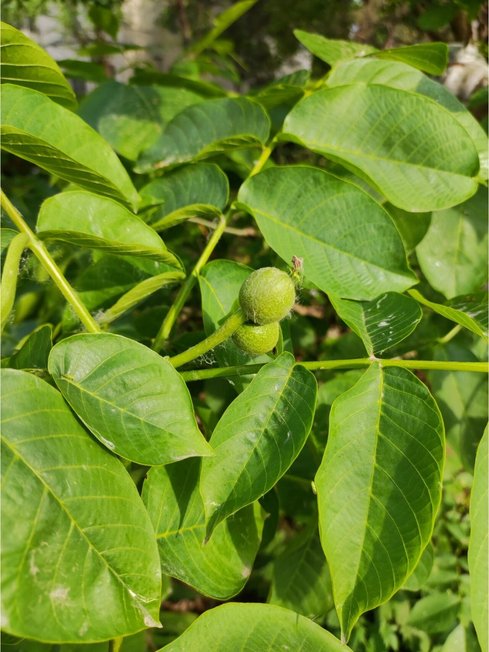 小区里6种结果的植物 杏,苹果,柿子,桑葚,山楂,胡桃 #果树# #植物