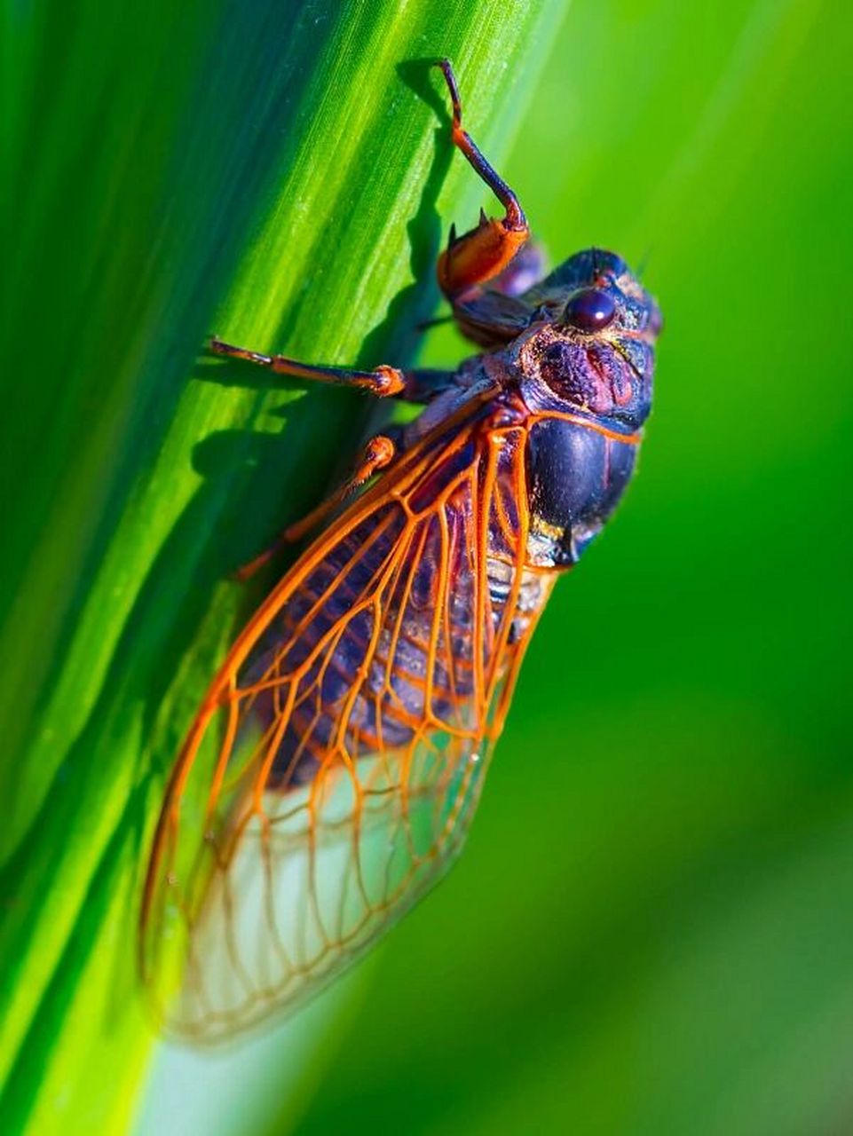 绘画素材蝉 绘画素材蝉