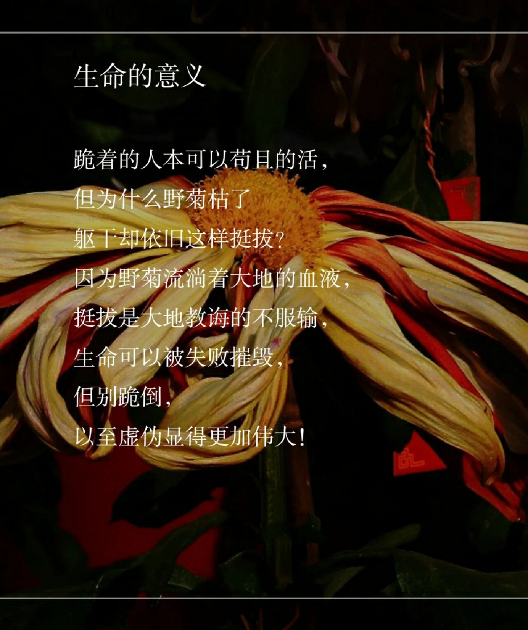 感悟:《生命的意义》