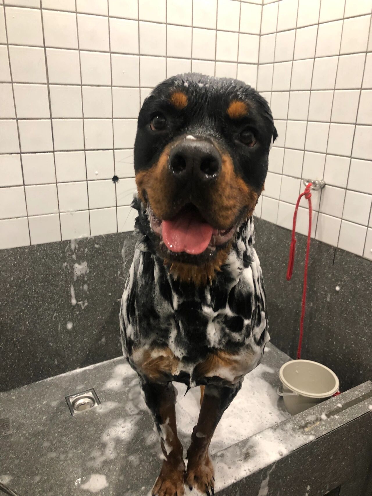 想养罗威纳的人,先看这篇(大型犬是适用) 本人养犬简历: 居住深圳市