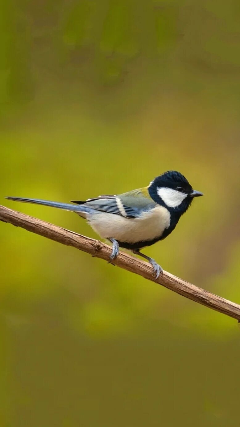 鸟类知识科普-大山雀