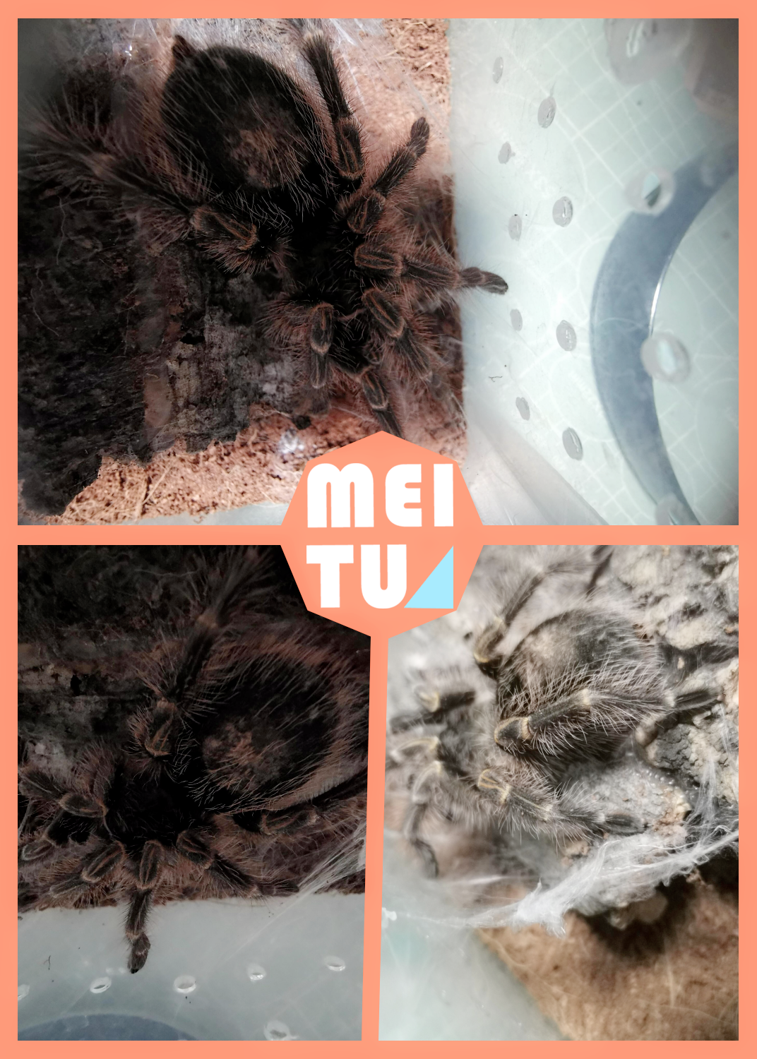 不过,虽然金指尖捕鸟蛛看起来很可爱,但它也是一种有毒的蜘蛛,所以