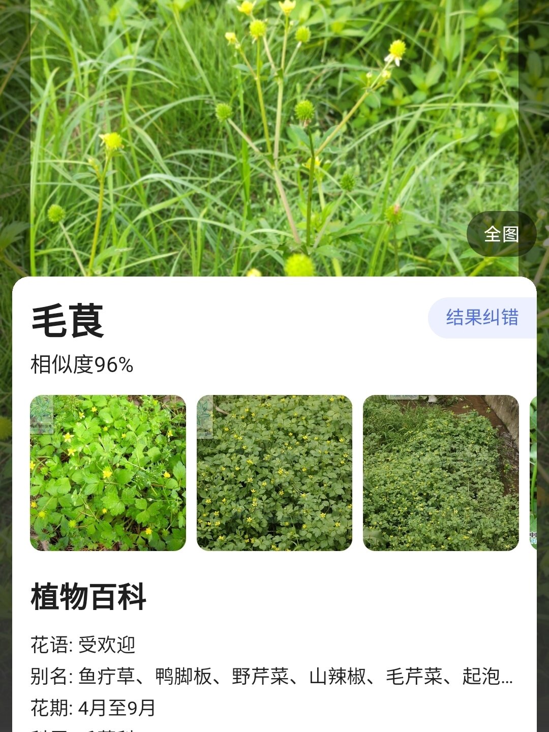 毛茛 毛茛,全草含原白头翁素,有毒,为发泡剂和杀菌剂,捣碎外敷,可截疟