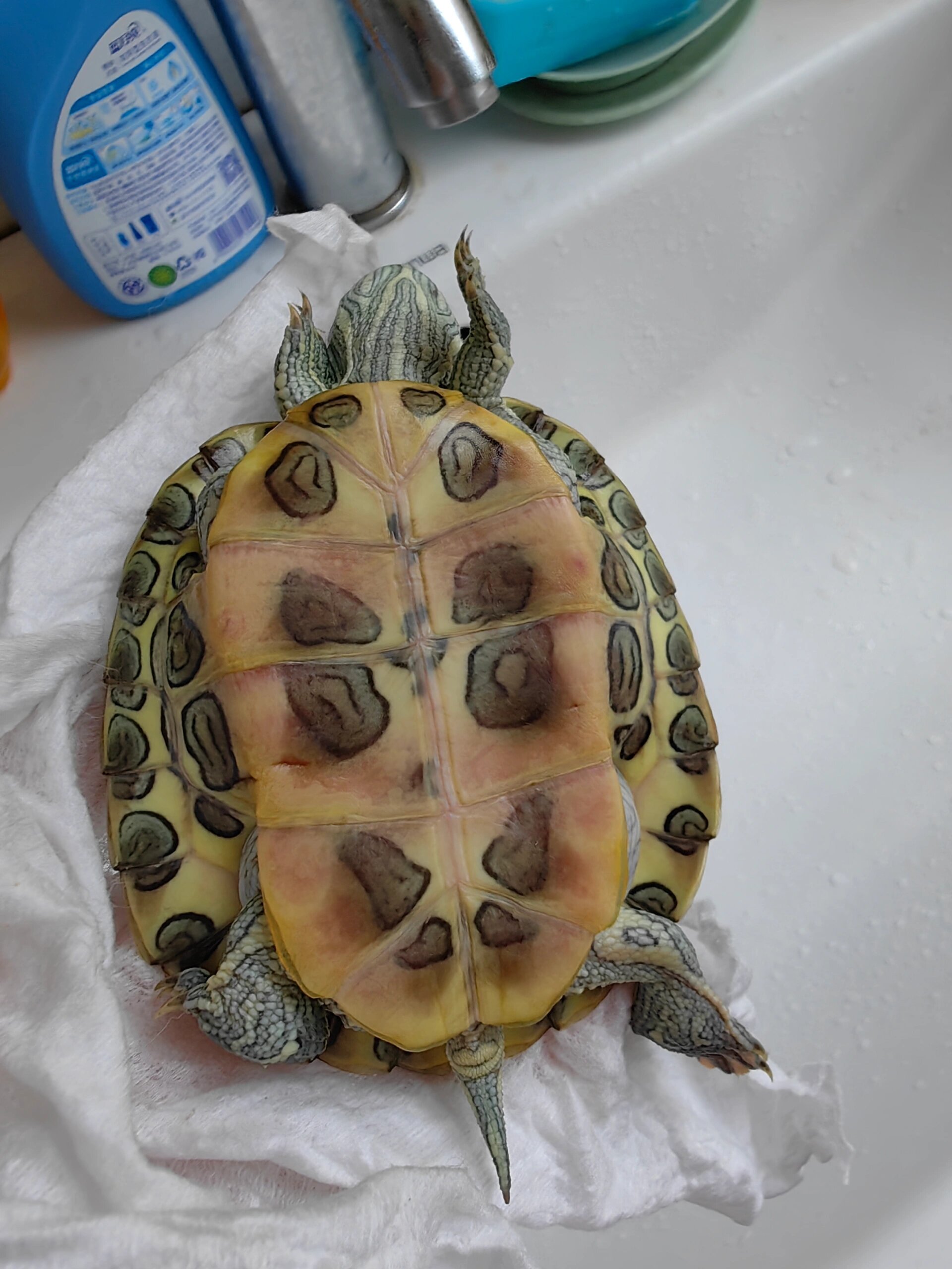 巴西龟的腹部龟甲发红得了什么病