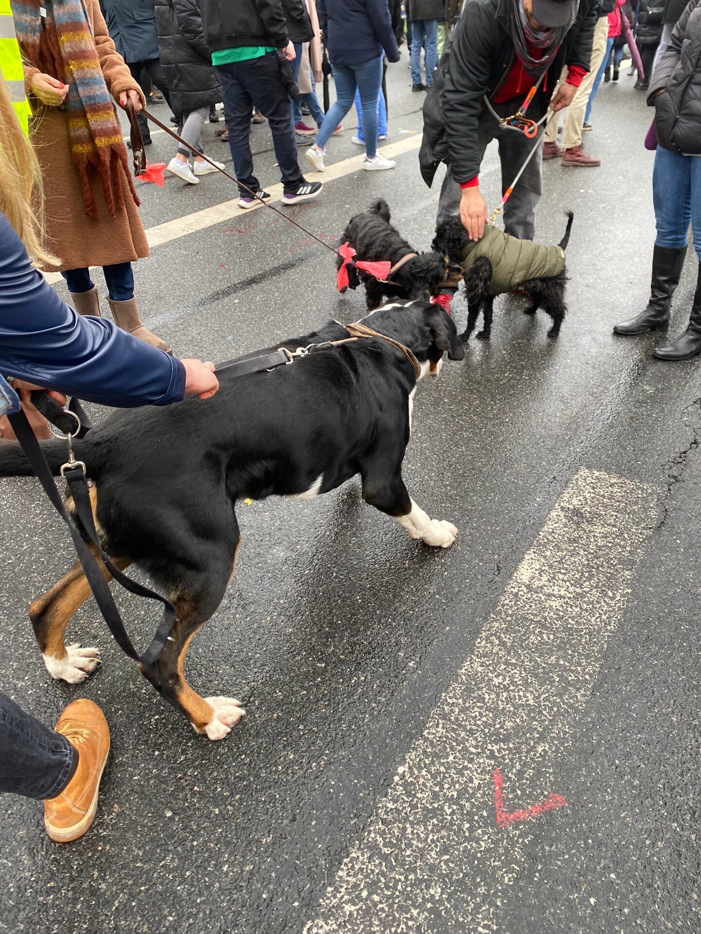 大瑞士山地犬和伯恩山图片