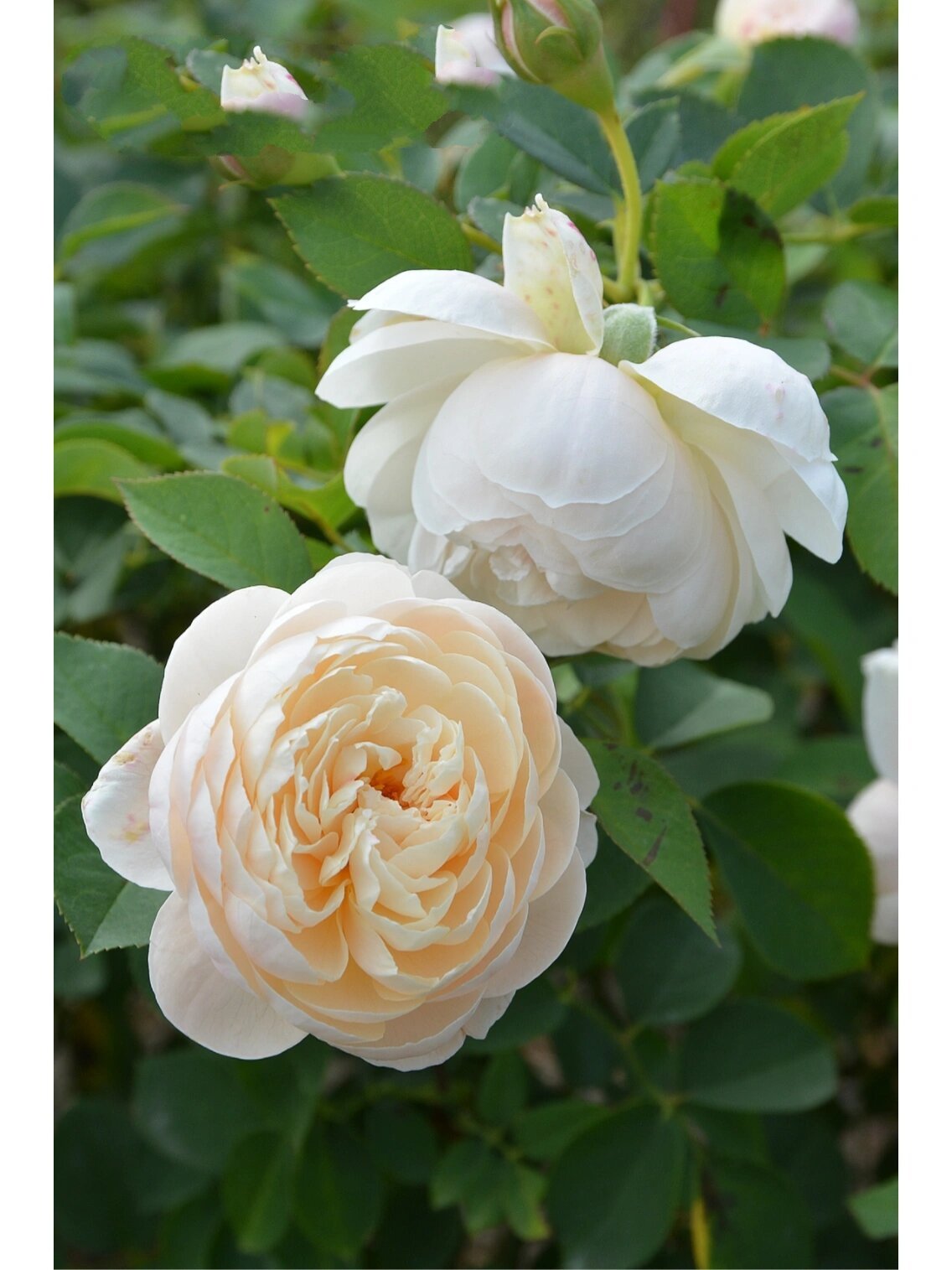 木村卓功月季5661536615:小兔子 小兔子 ラパン lapin 白色到