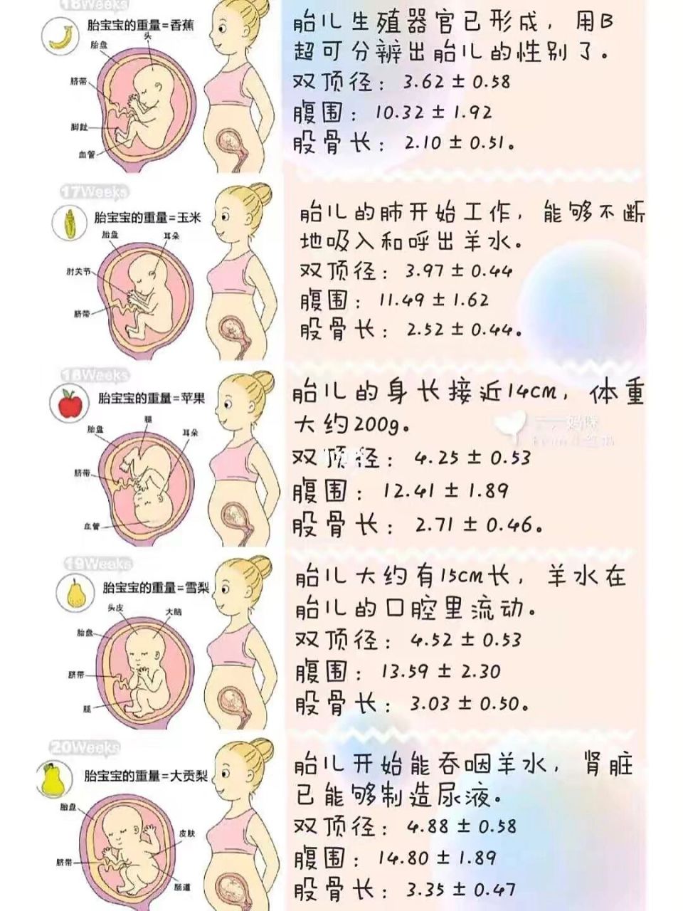 胎儿体重计算公式图片