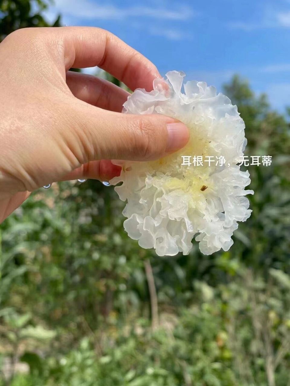 天然环境中生长的椴木银耳 用传统栽培方式——段木栽培培育出来的