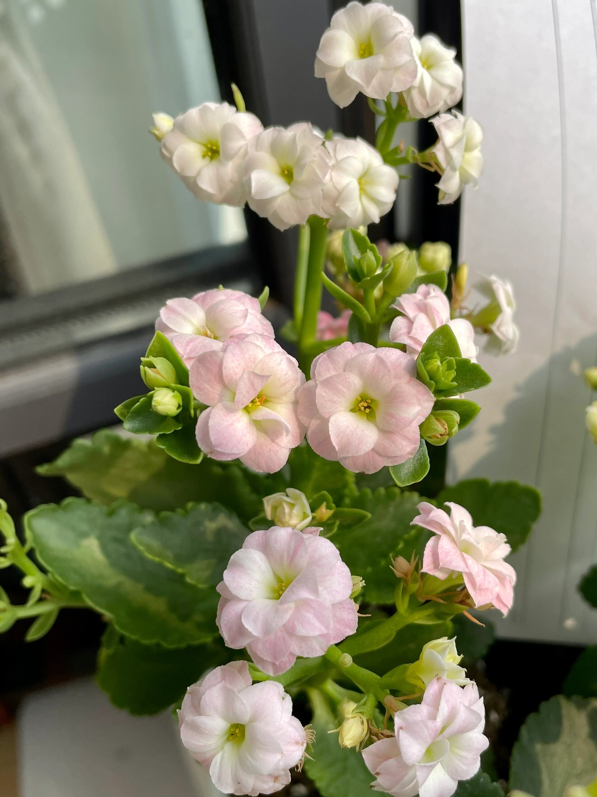【长寿花】彩虹糖,花朵大小2cm
