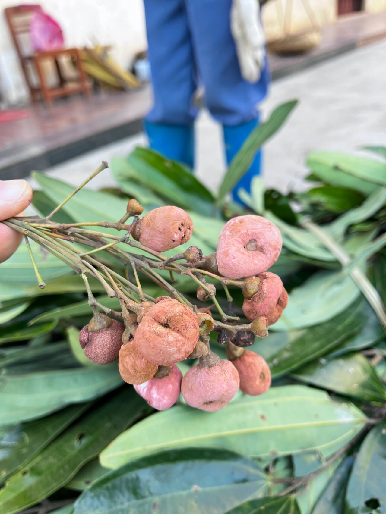 肉桂树的果实图片图片