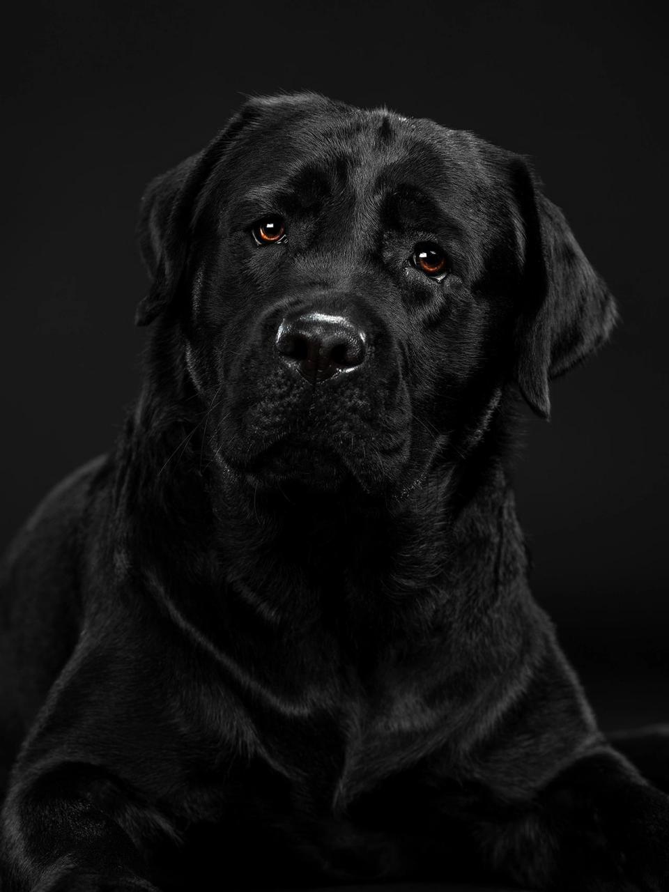 拉布拉多犬肖像照 你可真黑呀,相机都快对不上焦了,晚上不打灯的时候