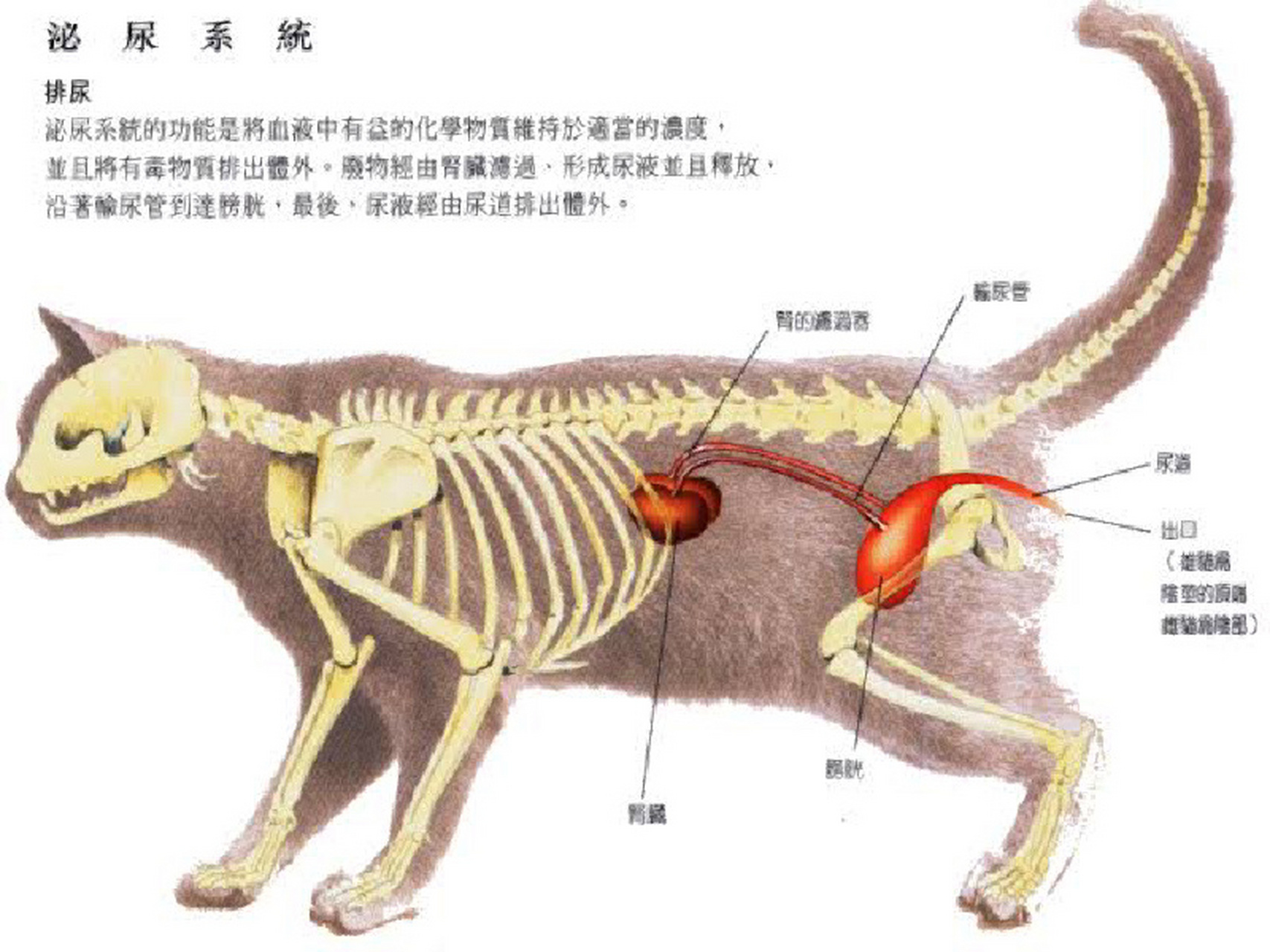 猫穴位图和肾脏位置图 找到一张详细版的18个穴位常用图,之前的没有肾