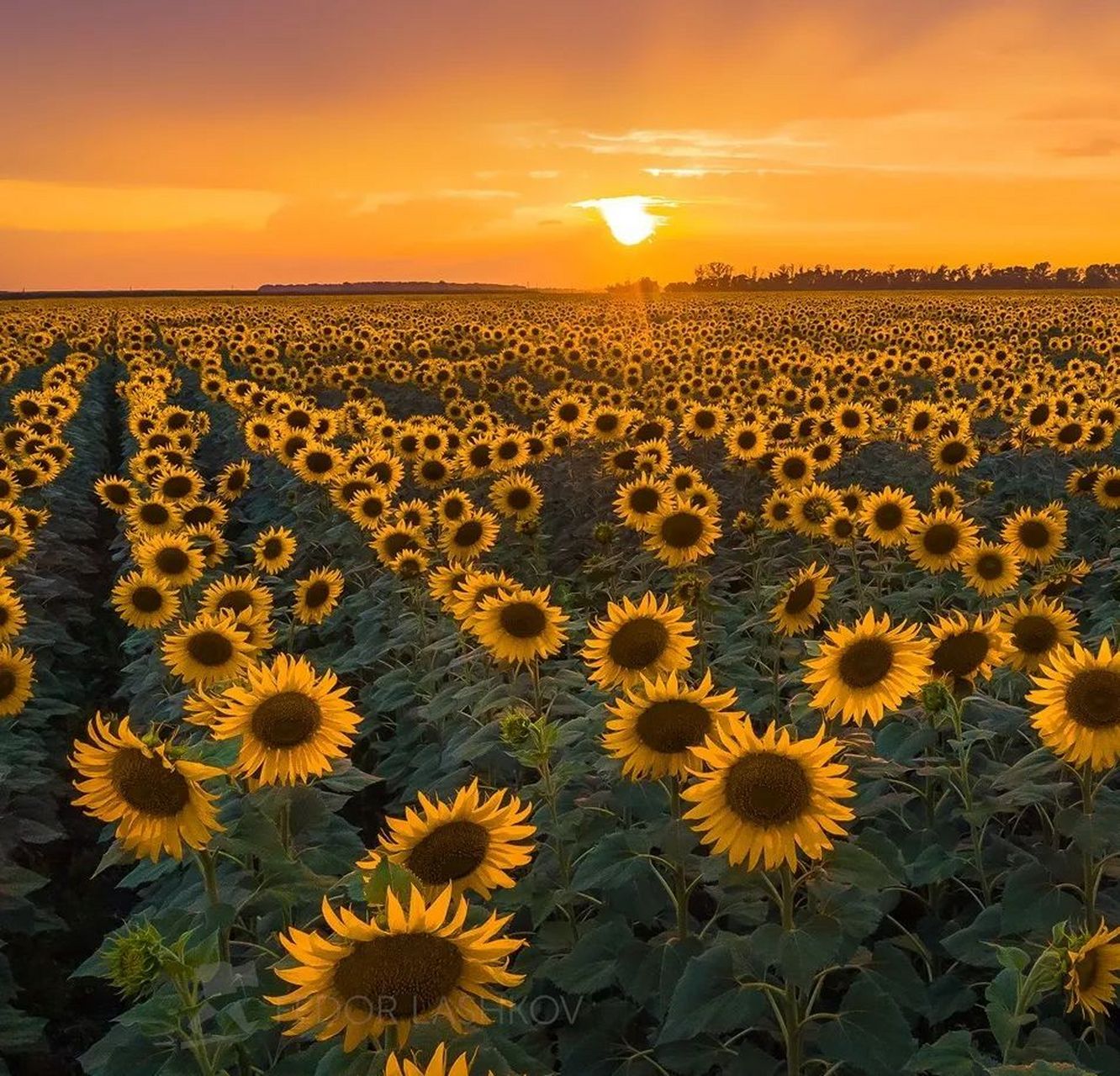 心有阳光,万里光芒!