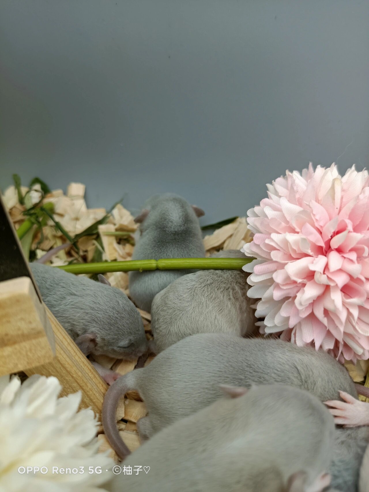 花枝鼠颜色品种图片