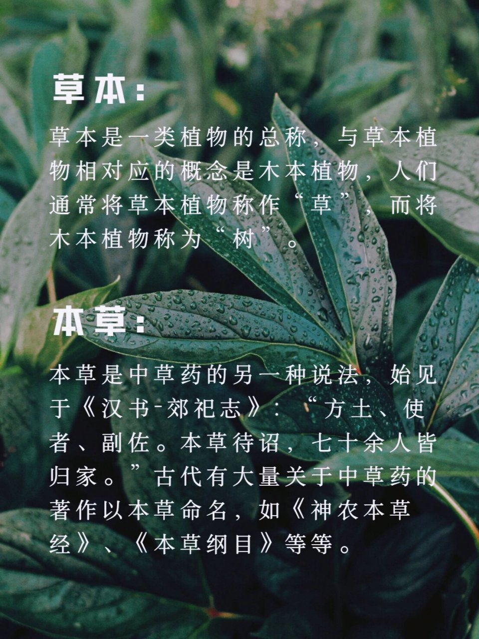 与草本植物相对应的概念是木本植物,人们通常将草本植物称作"草",而将