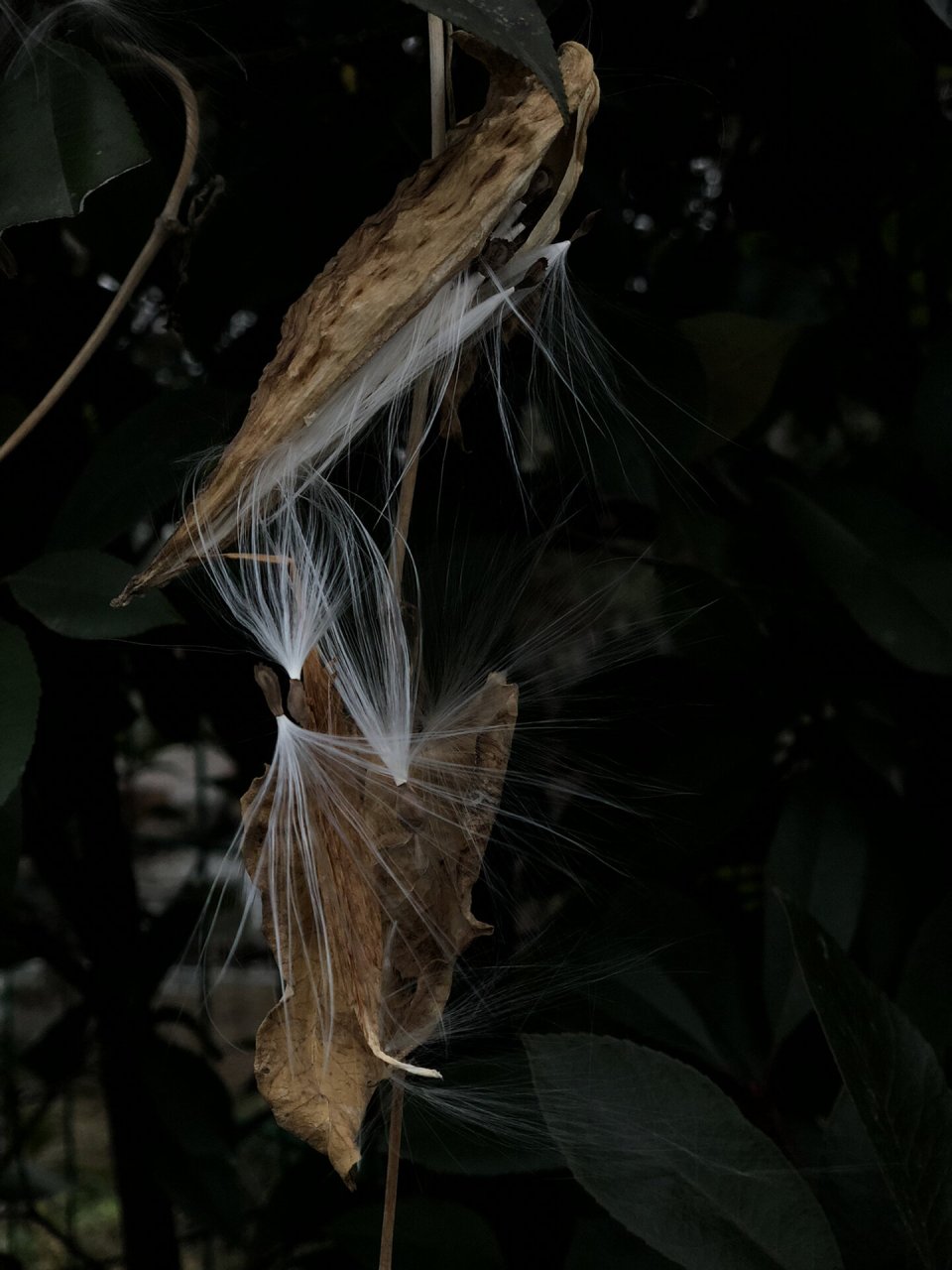 萝摩|仙气与童趣都要的《诗经》植物 别名飞来鹤,如果你见过它的果荚