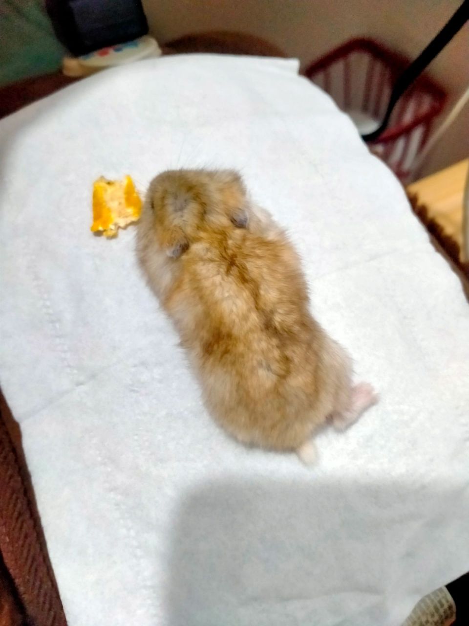 仓鼠软绵绵趴着不动 仓鼠软绵绵趴着不动是怎么回事啊