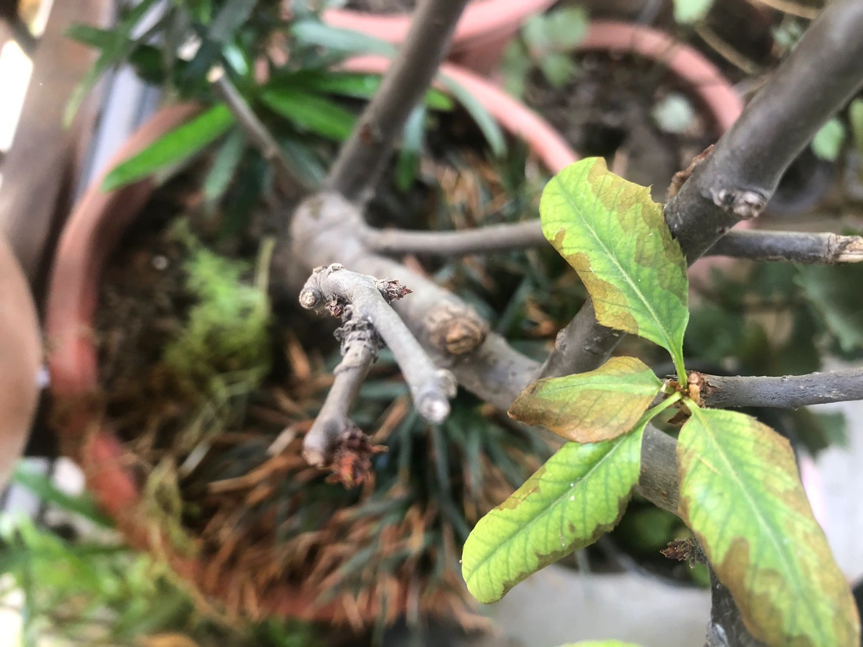 求助:海棠叶从边缘开始黄褐干枯是啥问题!