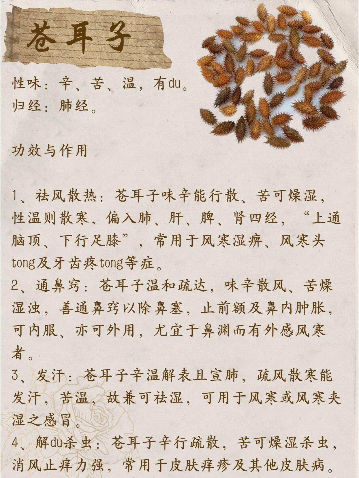 苍耳子的功效与作用图片