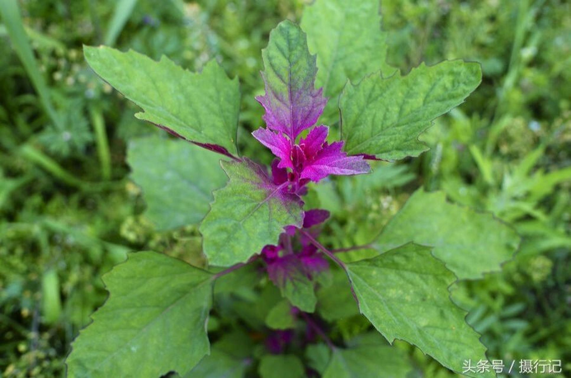 本草纲目—藜 ✨藜别名:落藜,胭脂菜,灰藜,灰蓼头草,灰菜,灰条菜. 