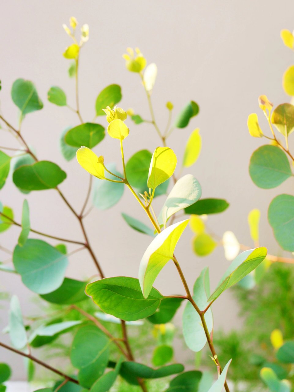 苹果桉的叶片就是美 也叫圆叶尤加利 播种苗渐渐带大 圆润的叶片 特别