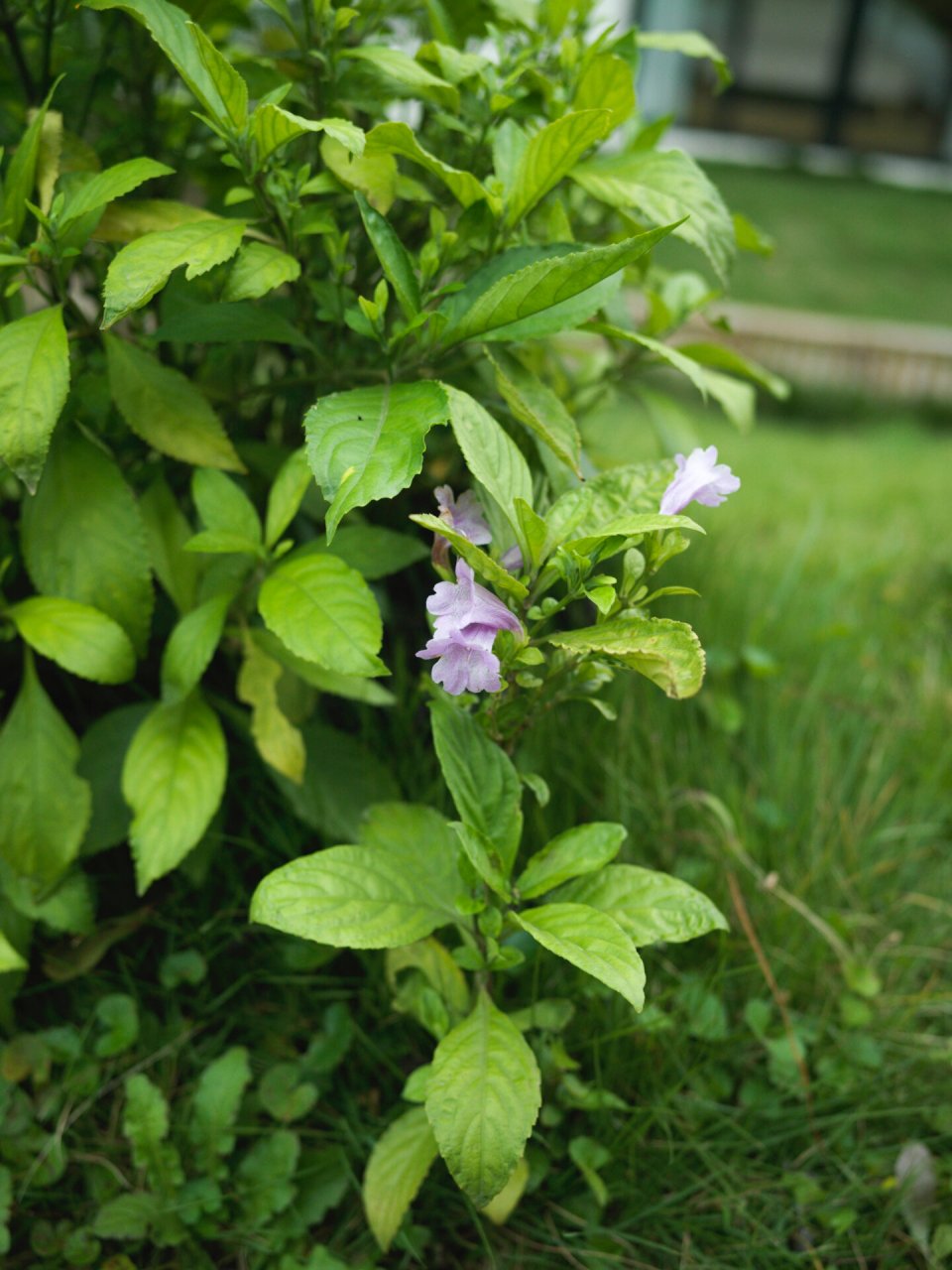 这个花叫板蓝根|蓝染 在我印象里板蓝根就是冲剂啊 直到我来远家才