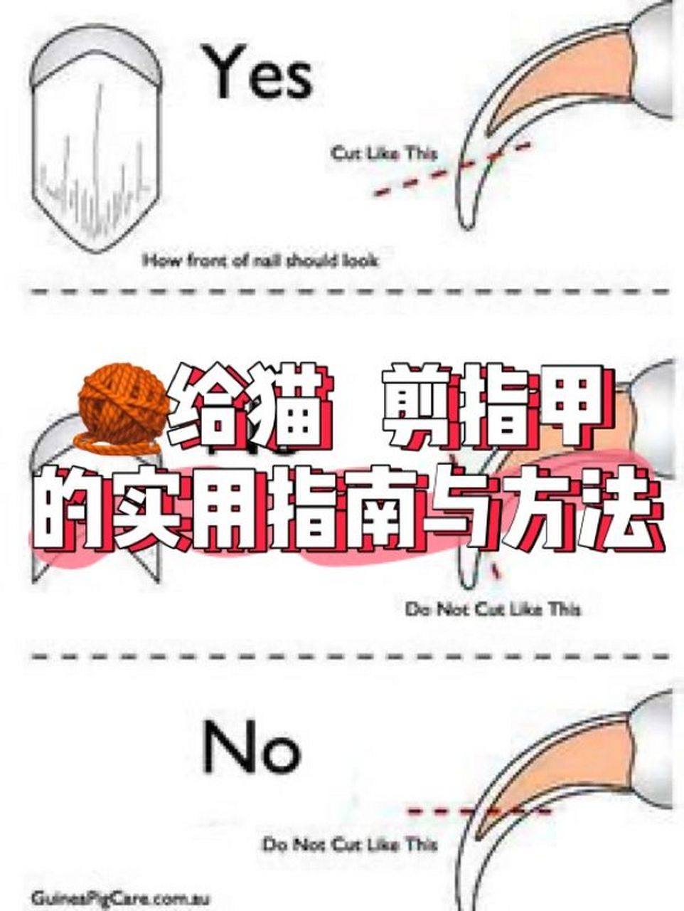 95给猫剪指甲的实用指南与方法! 87151.