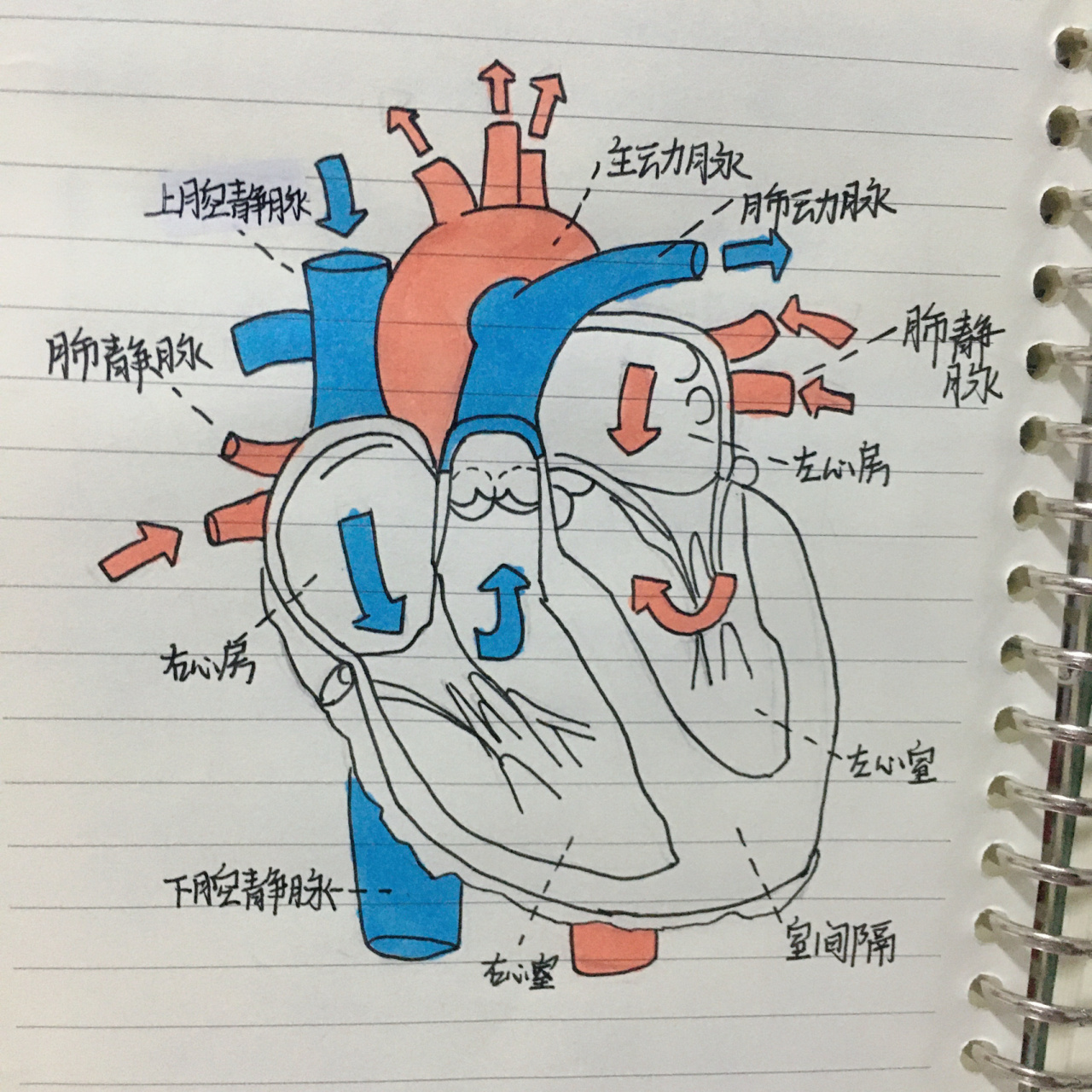 心脏解剖图手绘教程图片