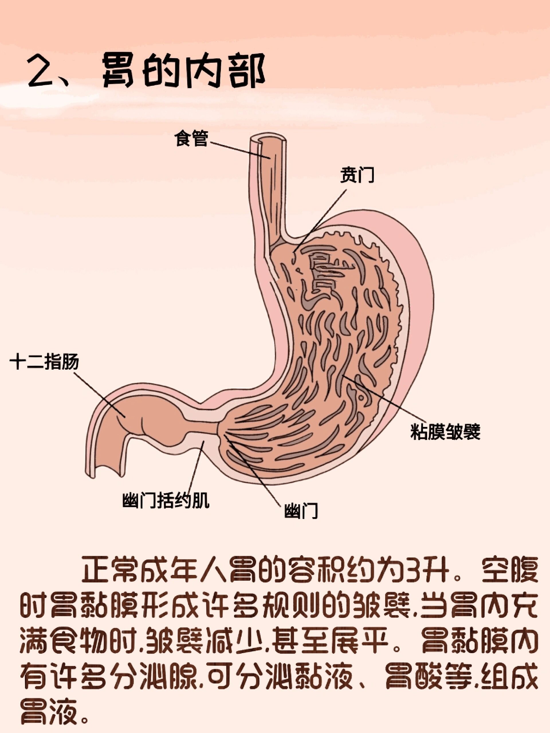 器官解剖之胃  简介 胃是人体的消化器官