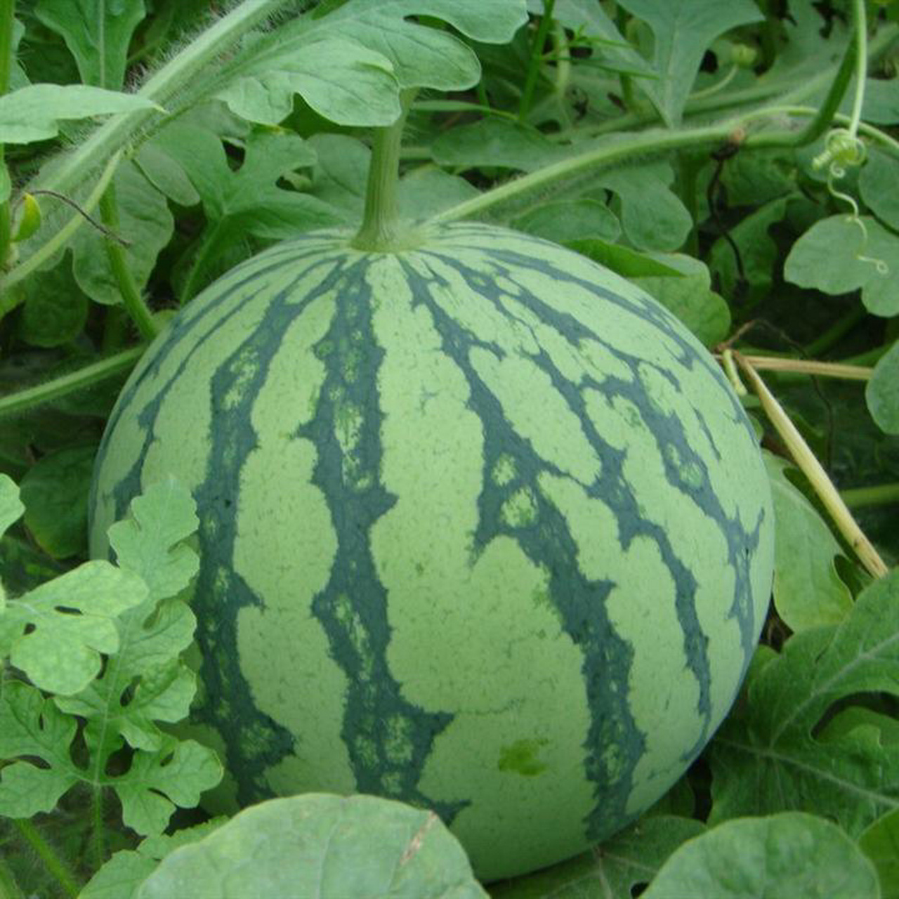 麒麟西瓜又称麒麟瓜属于西瓜种类的一种,是经过培植的科研新品种构 