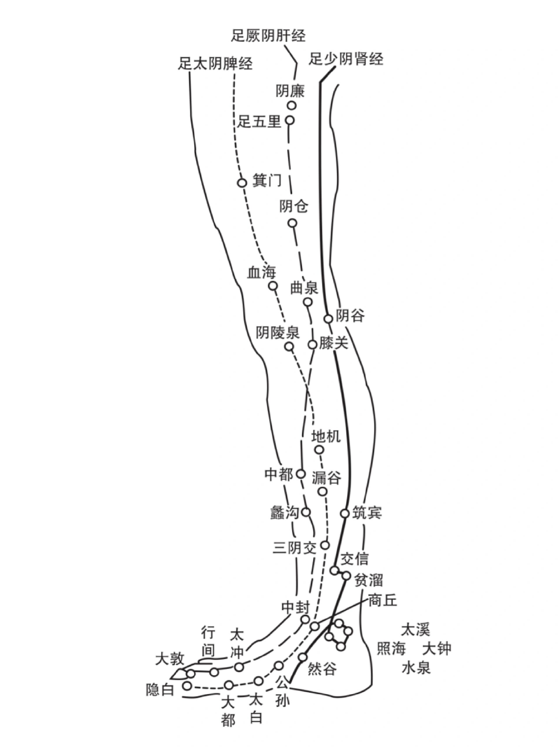 大腿内侧的三条经