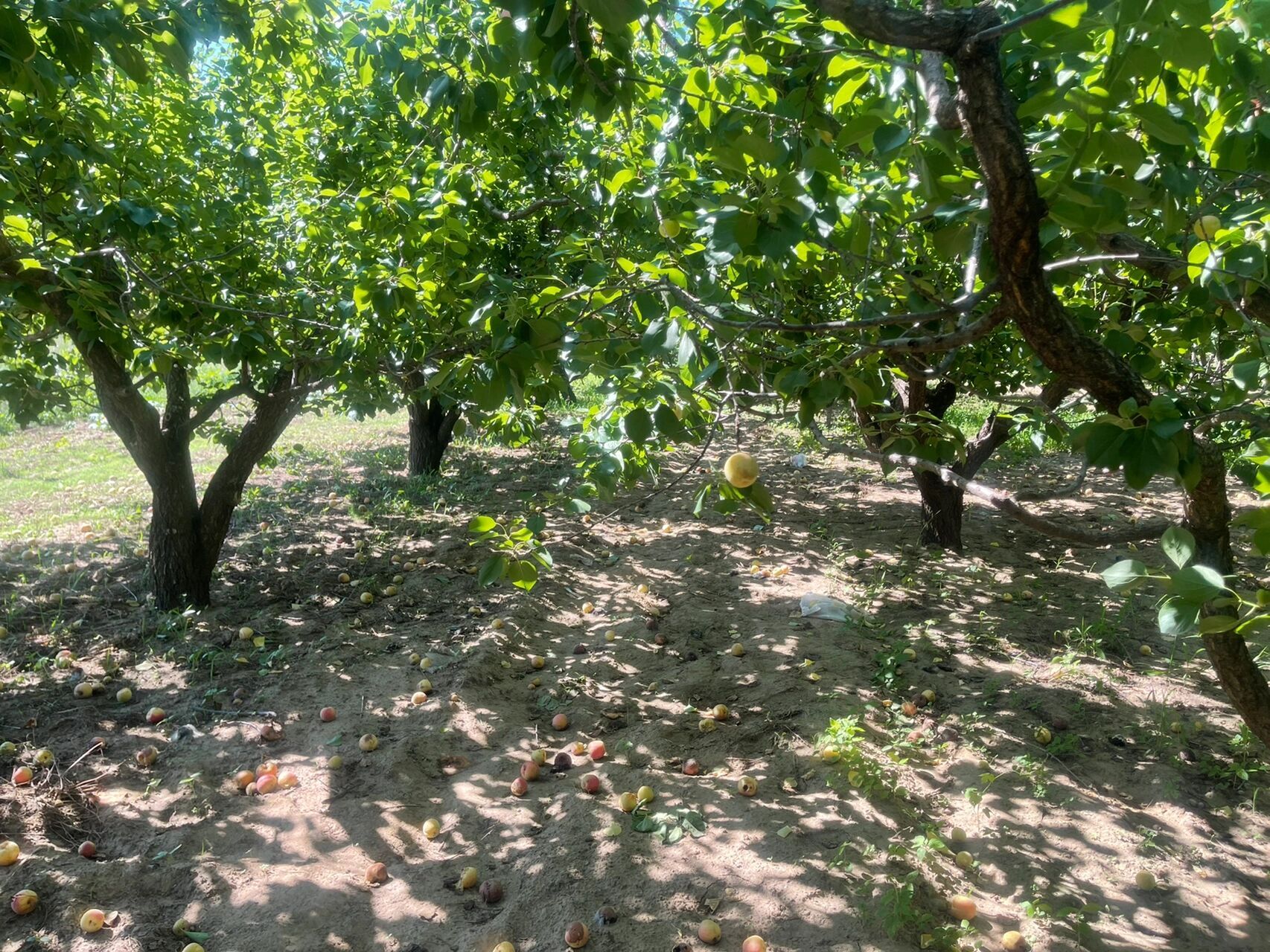 找到一个可以采摘杏的地方 北寨红杏刚刚熟,过两天再去,先去长子营摘