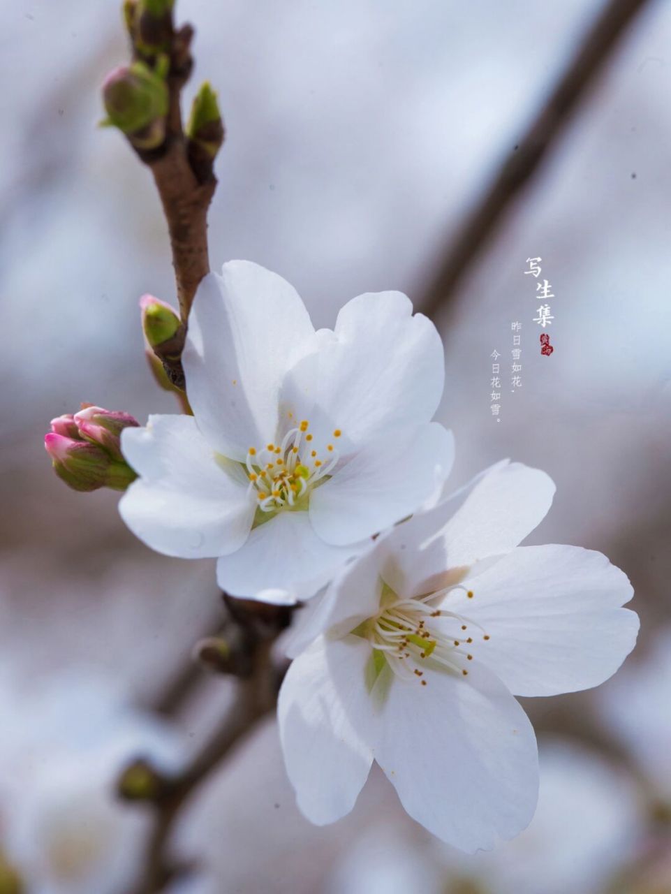 江户彼岸樱(学名:cerasus spachiana f.