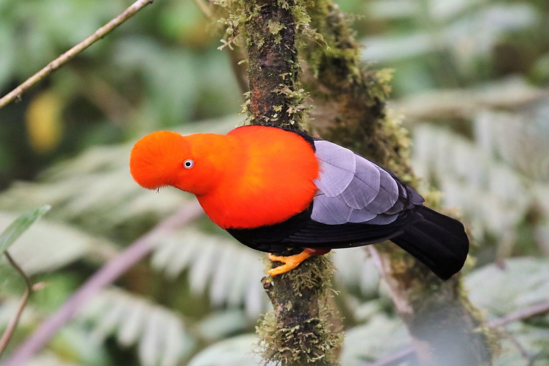 头顶红色毛茸茸小扇子的安第斯动冠伞鸟 亚马逊雨林中有一种头顶一把