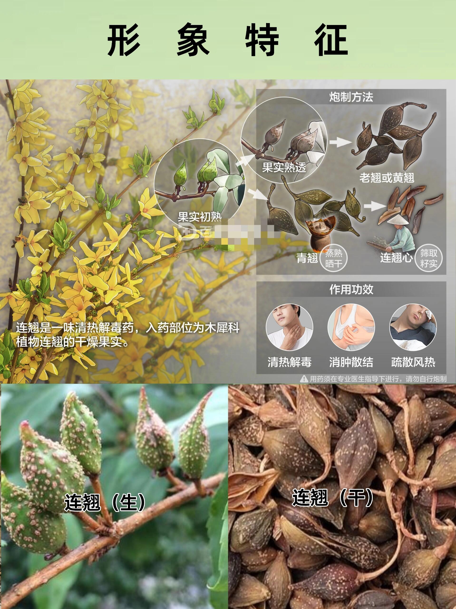 科普中91药【连翘】一味清热解毒