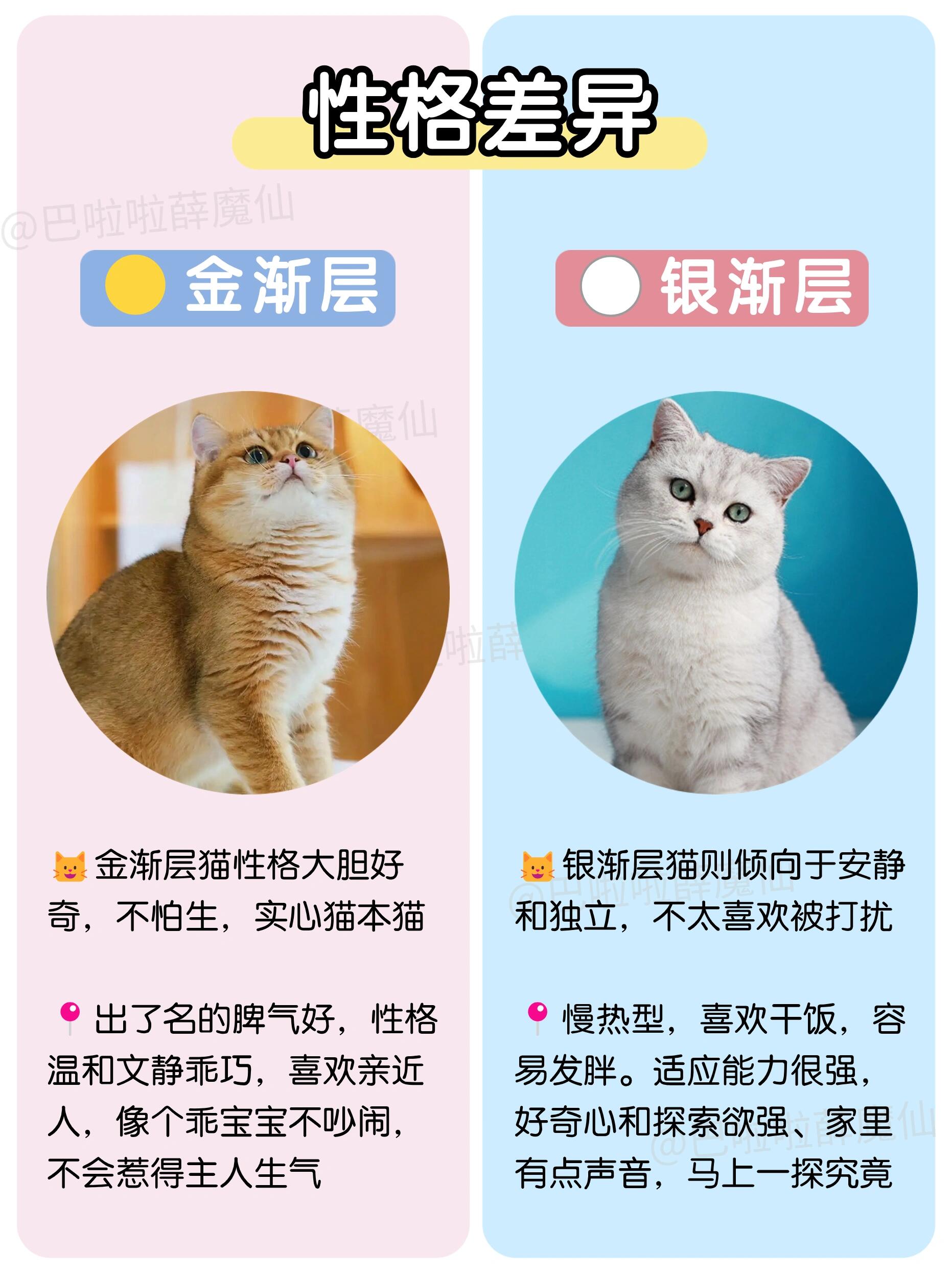的看过来75从六个角度分析两种猫咪的区别78看完再慢慢做选择吧