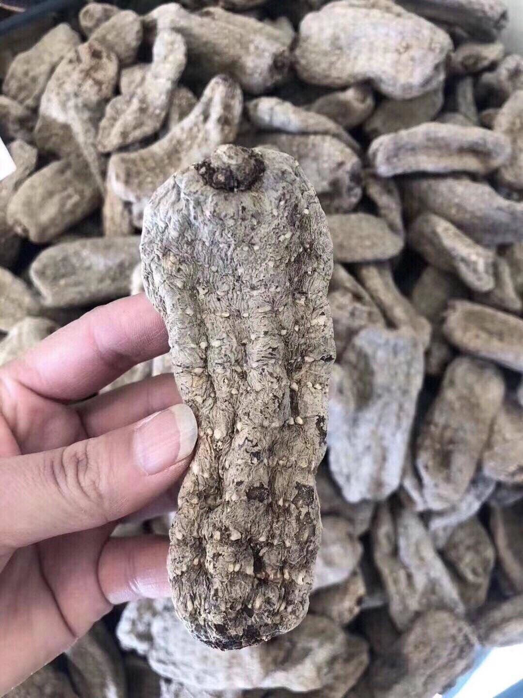 云南高原野生乌天麻 云南高原野生乌天麻,全世界天麻素含量最高的天麻