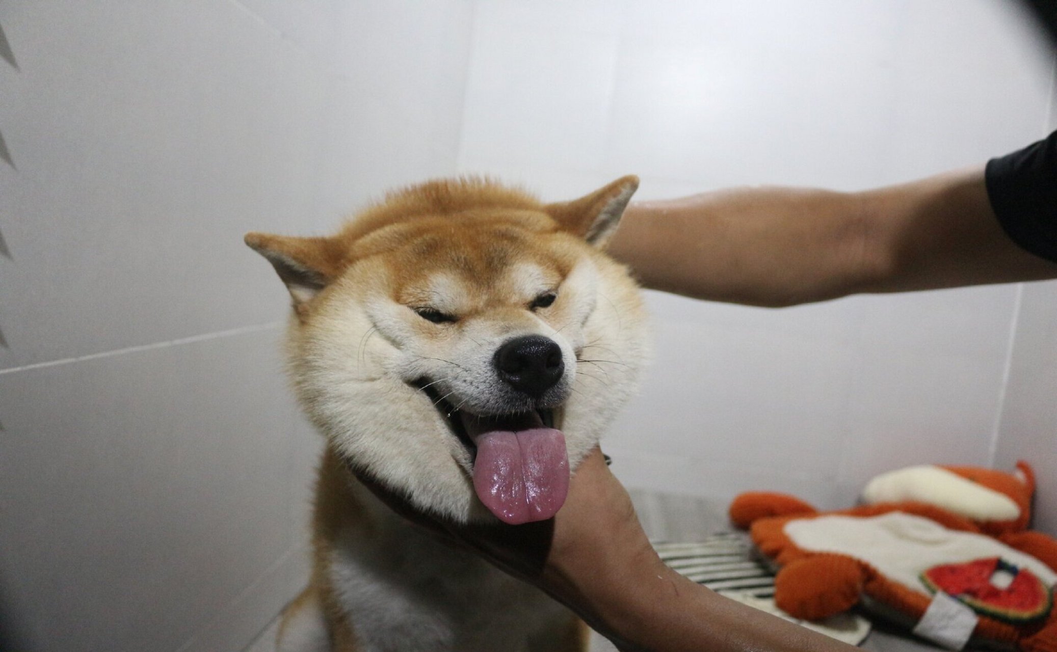 怎么买到纯种柴犬 99黑柴和四眼土狗长得有些相似,所以很容易把它俩