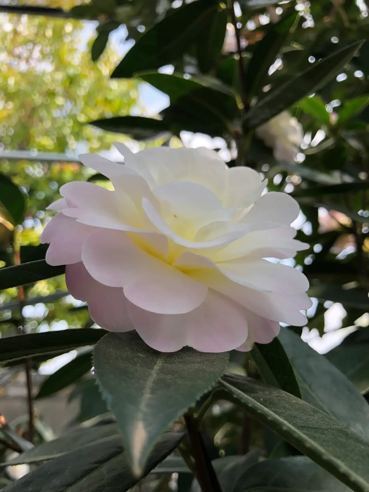 云南茶花:童子面 只有真正理解云南茶花的人,才能真正明白:为什么教科