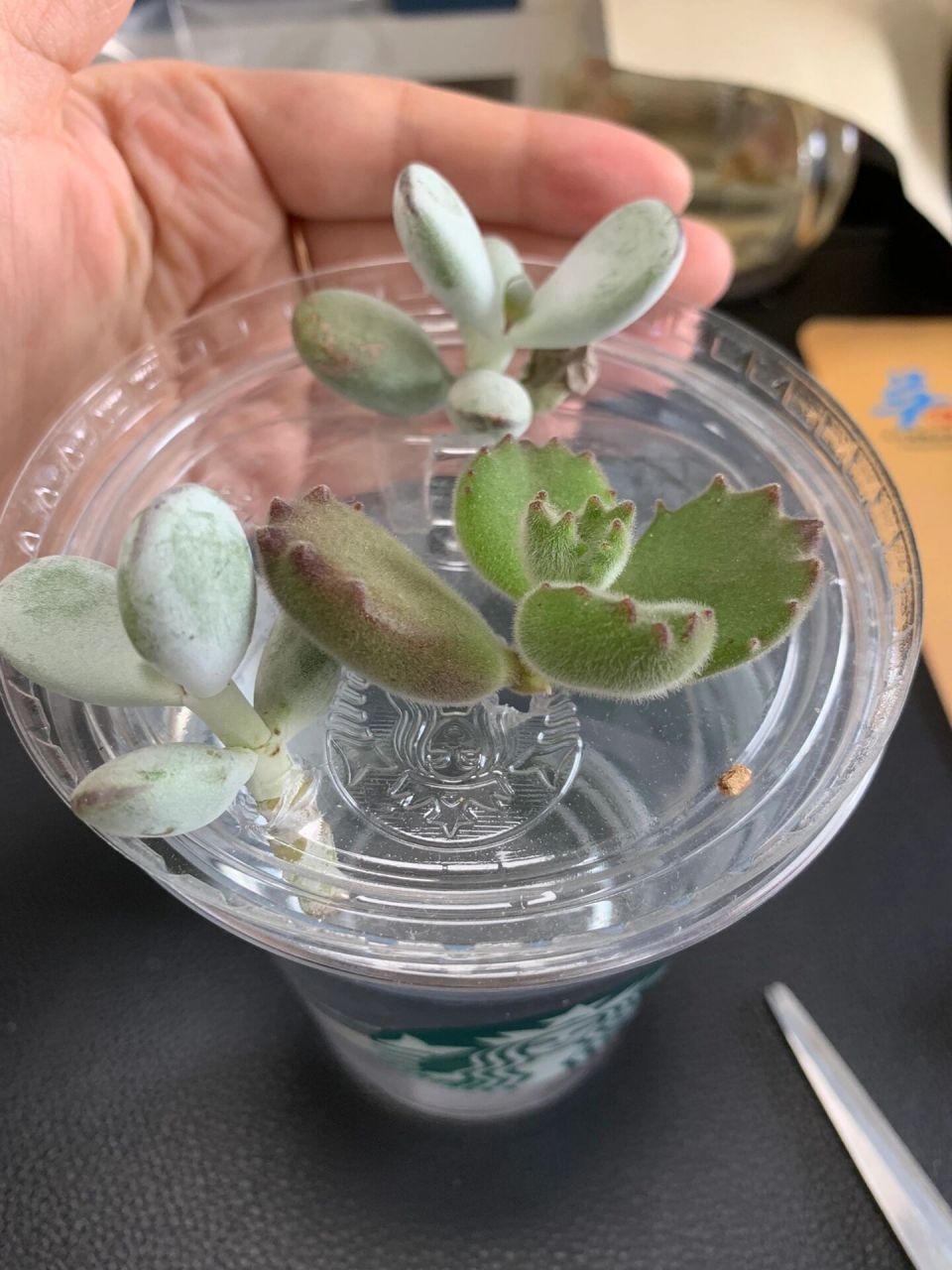 多肉熊童子扦插成功 3月15日剪下来的熊童子,最晚的4月17号根都冒出来