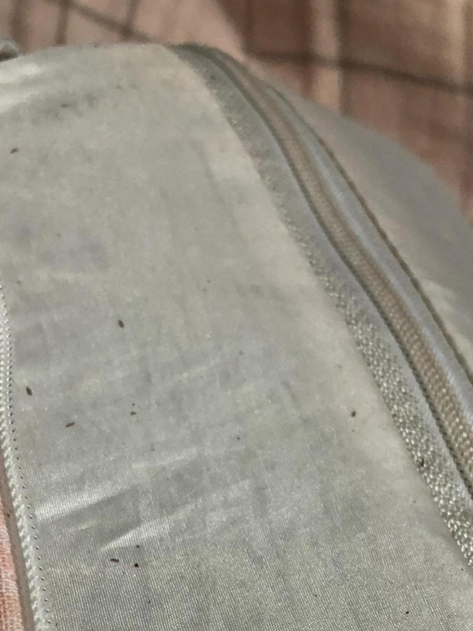 荞麦枕头生虫 天啊 我简直太恶心了 床单枕套都是三天前洗的 刚才拿