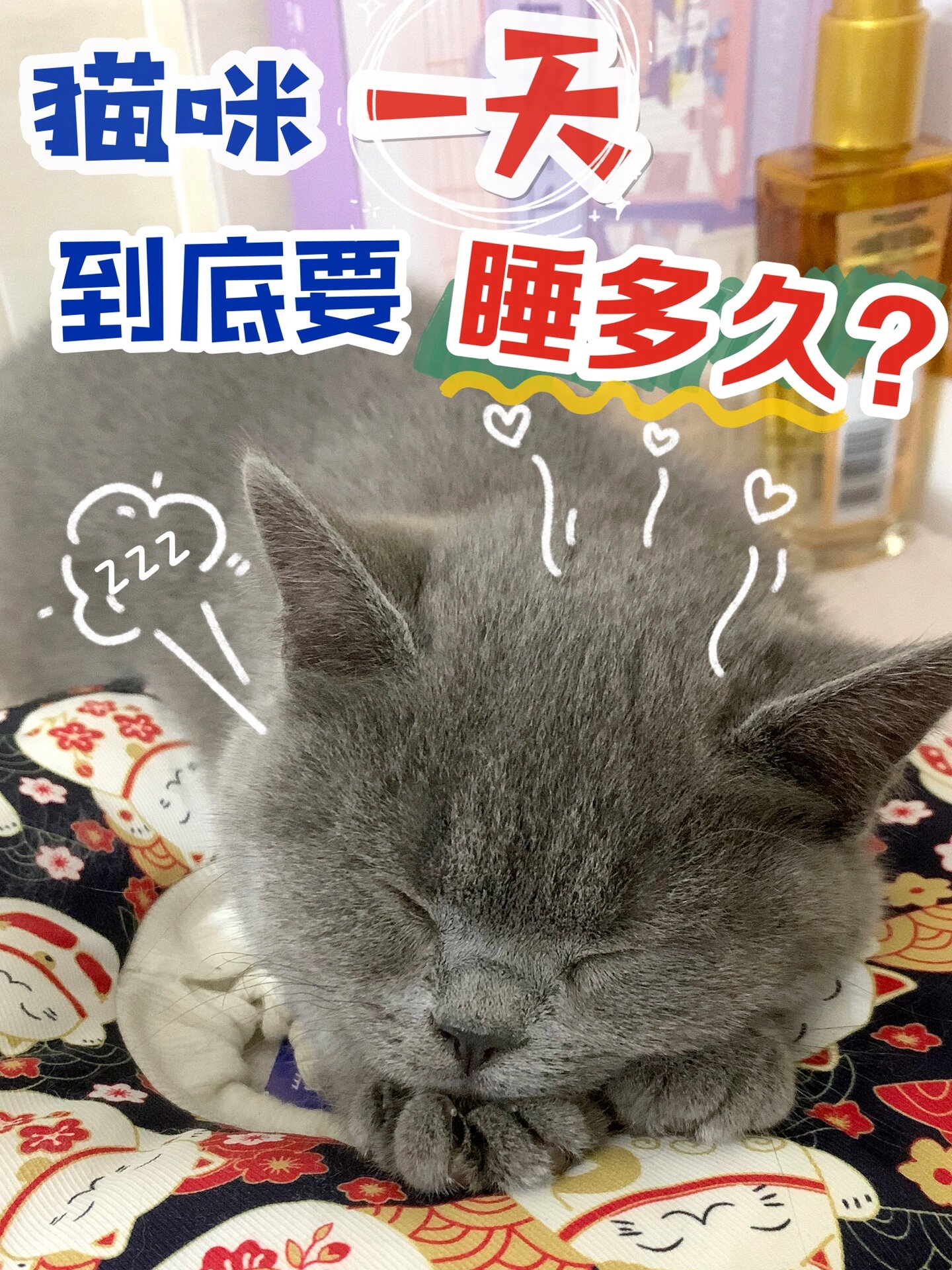 猫咪为什么爱睡觉