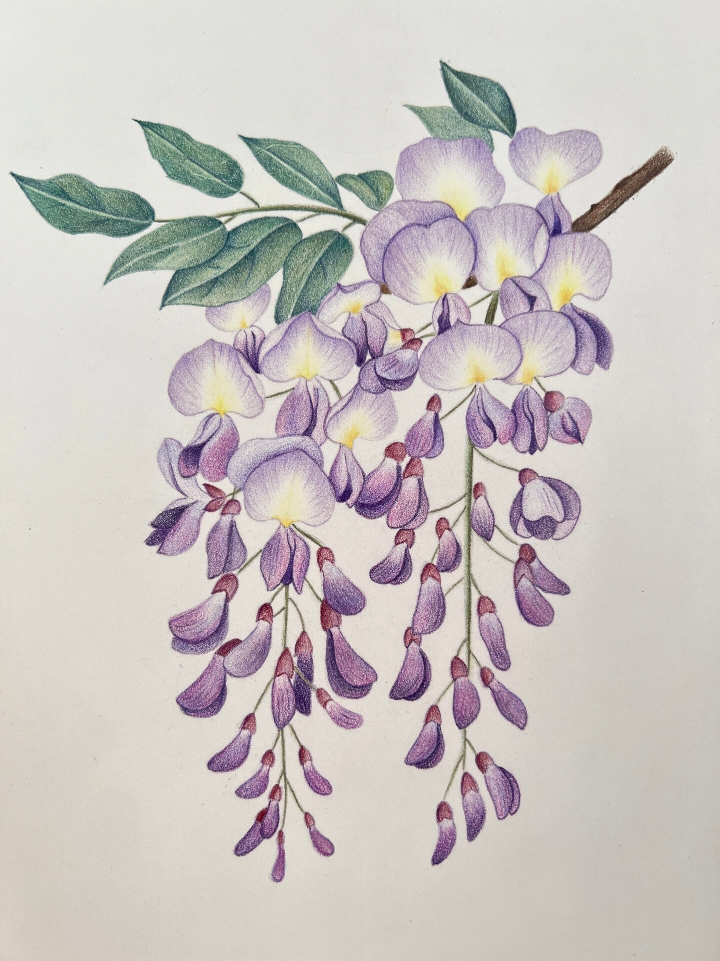 彩铅花卉——紫藤花,附步骤图