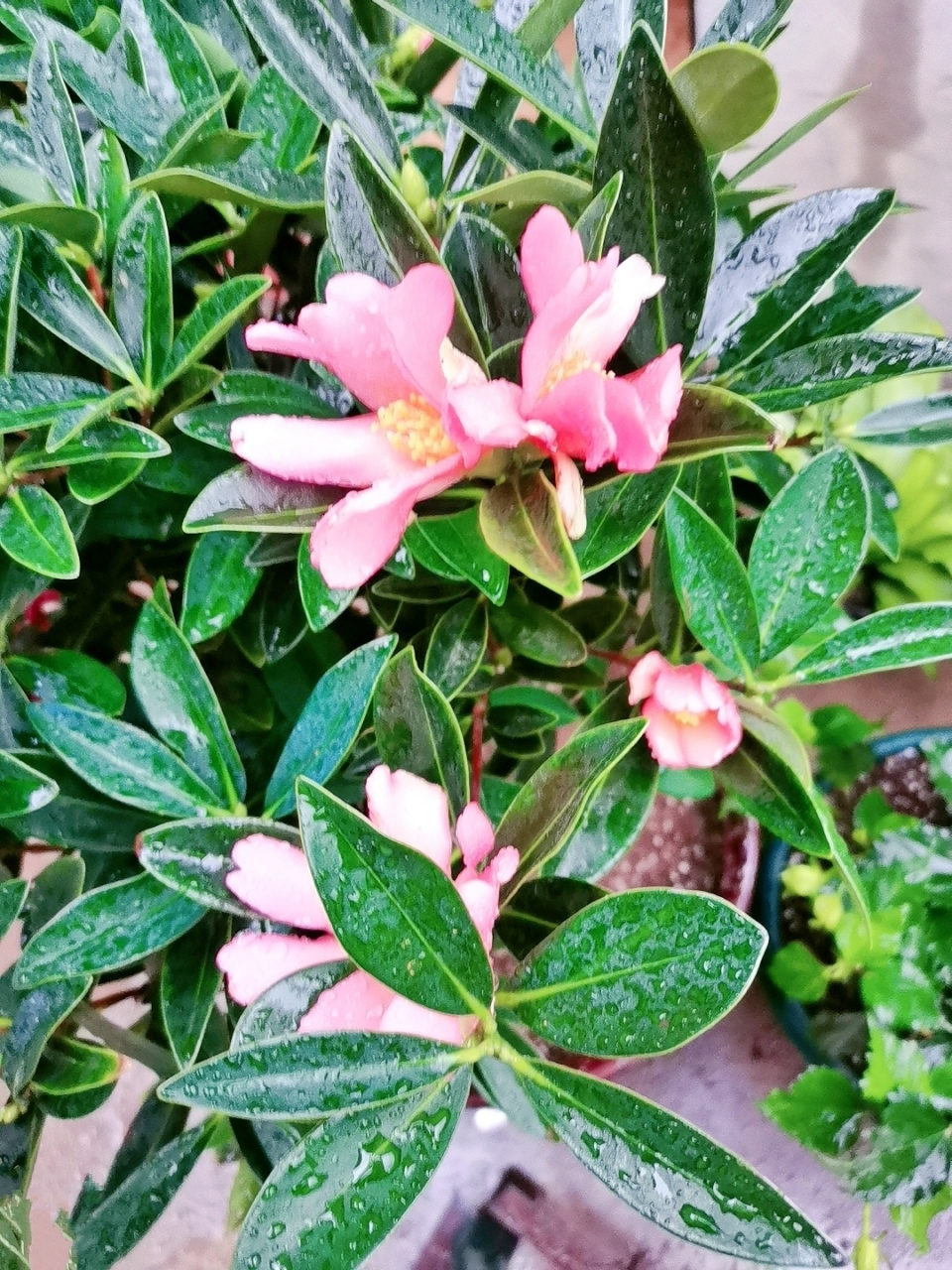 四季茶花别名四季红山茶,多季茶花 四季茶花别名四季红山茶,多季茶花