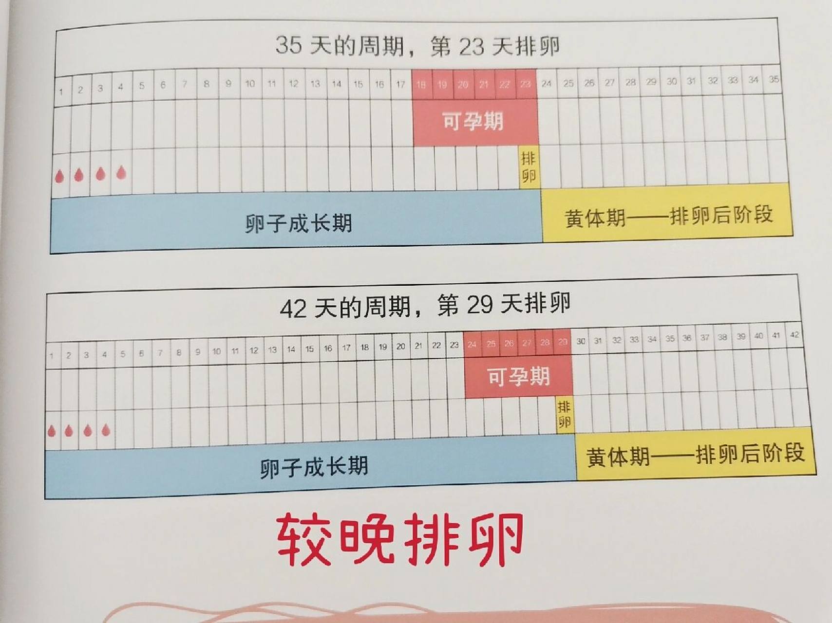 所以说,排卵期到底在什么时候?