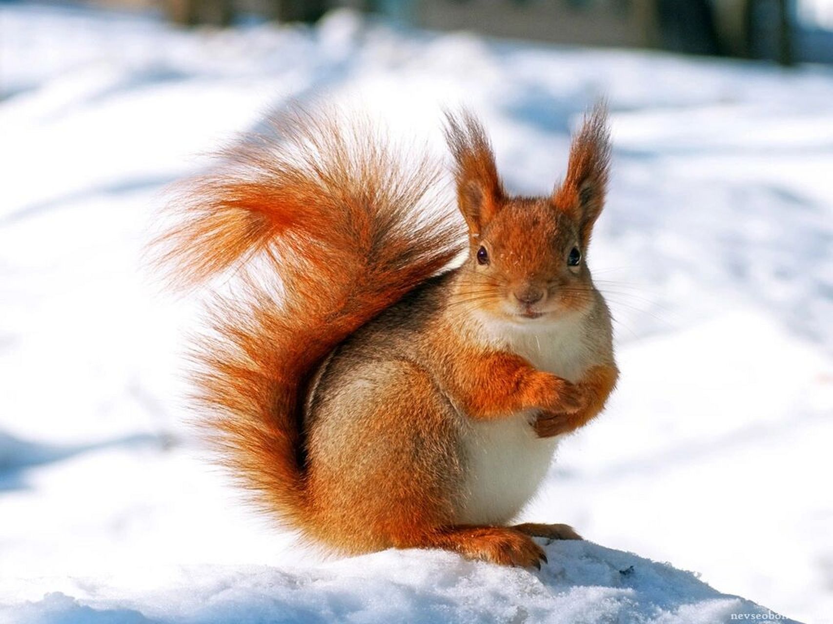 宠物介绍~雪地松鼠 96雪地松鼠的尾毛比较长蓬松,被毛呈灰色,它们的