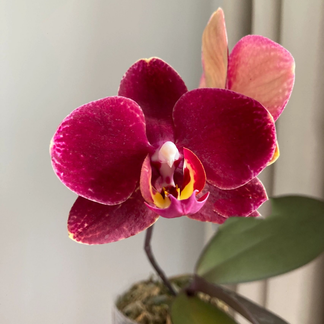 安祖小众蝴蝶兰之突尼斯9599 安祖突尼斯蝴蝶兰,比较小众的一个