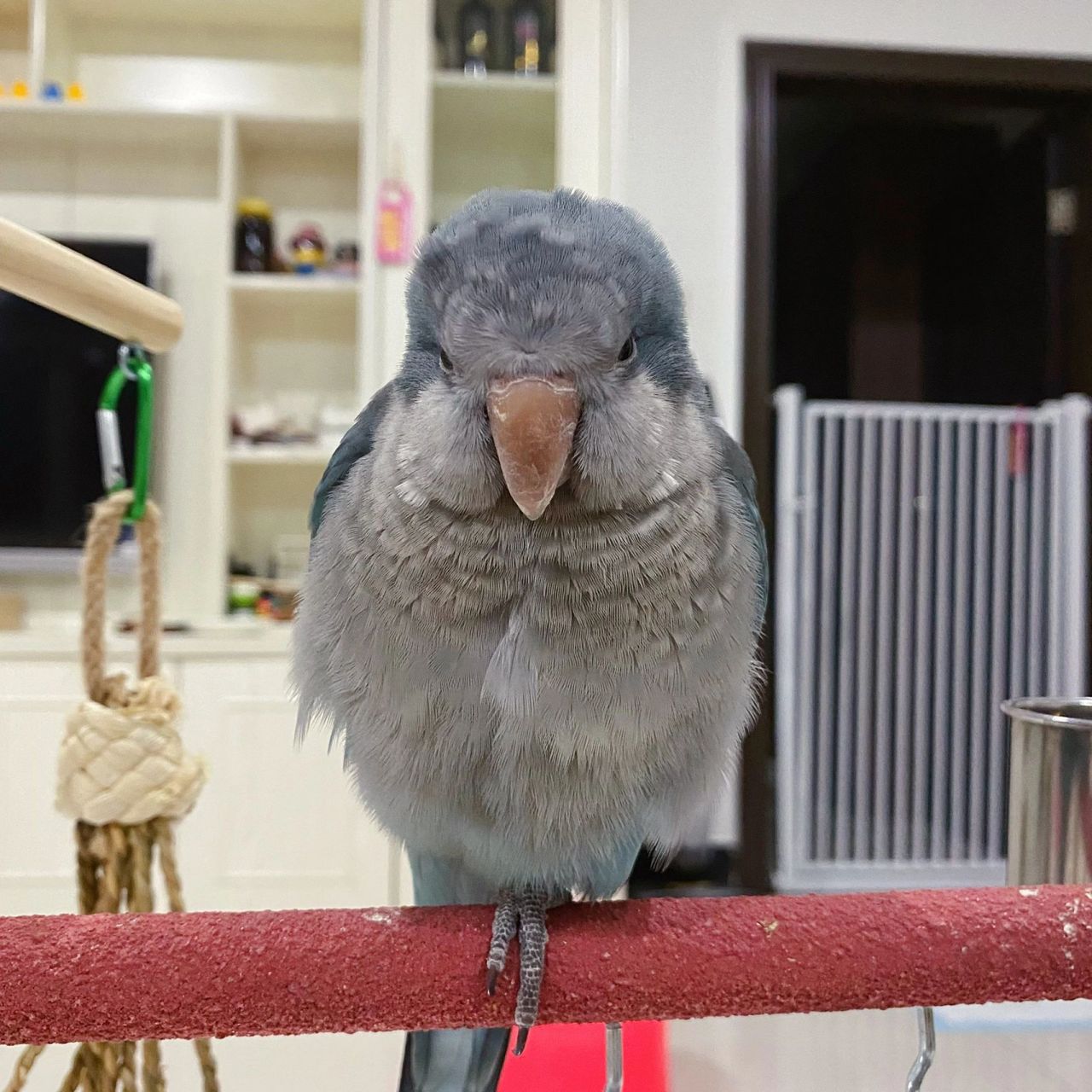 关于到底和尚鹦鹉适不适合你养的那些事 99先说说我为啥选择和尚