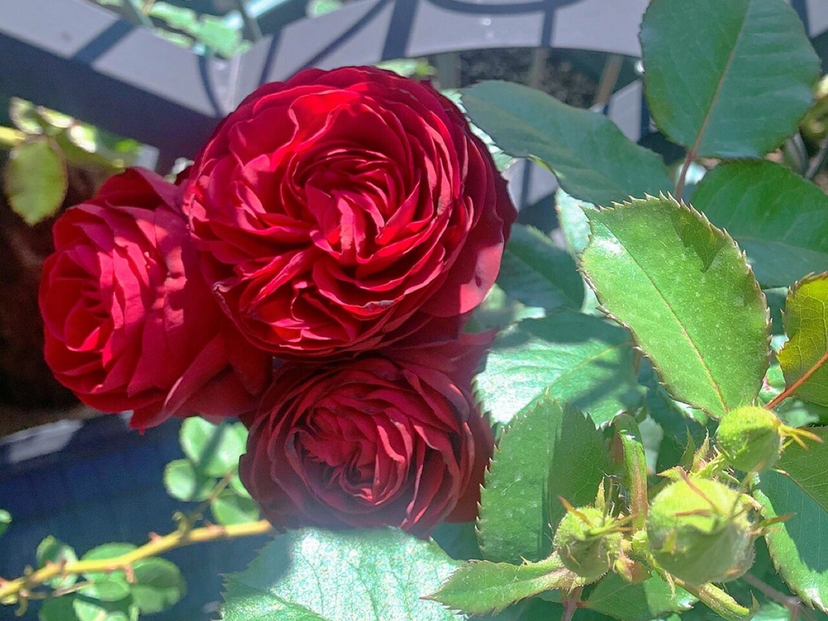 灌木月季~红蕾丝red lace懒惰的塑料花 它有多耐开,就有多懒惰.